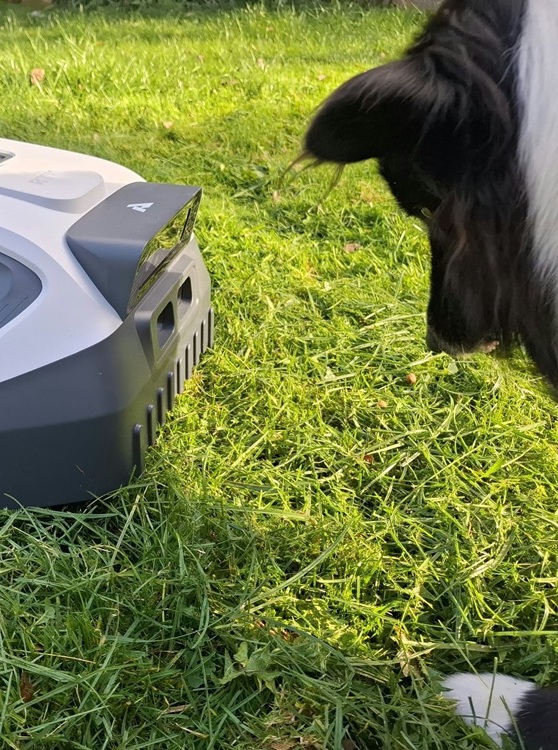 Anthbot M5 weicht einem Hund aus