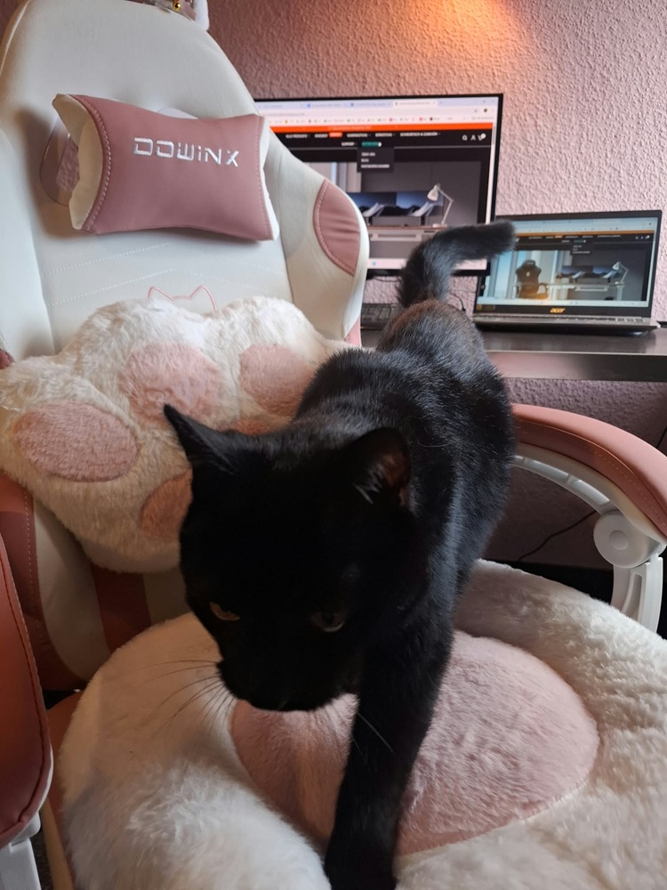 Dowinx Cat Paw Serie LS-66D52 im Test